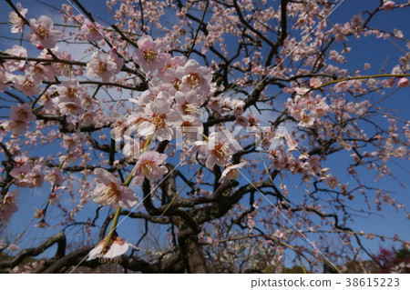 Akebonoedashide 38615223