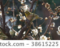 White-eye and white-eye 38615225