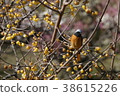 Wax plume and Jobitaki 38615226