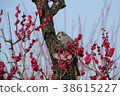 Red plum and bulbul 38615227