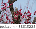 Red plum and bulbul 38615228