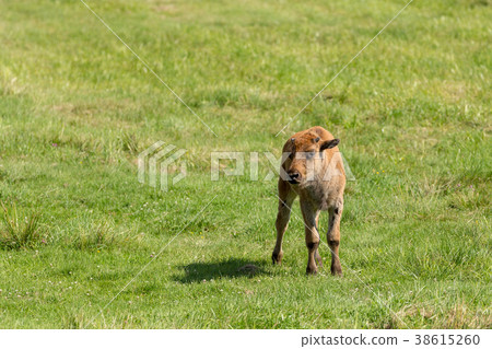 American bison (Bison bison) simply buffalo 38615260