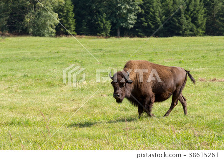 American bison (Bison bison) simply buffalo 38615261