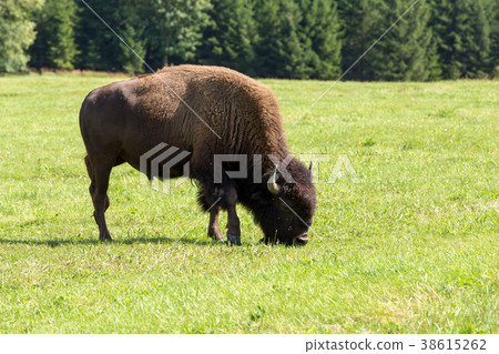 American bison (Bison bison) simply buffalo 38615262