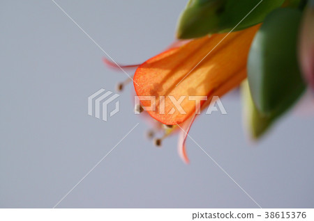 Kalanchoe Lauhie Kourika Up 38615376