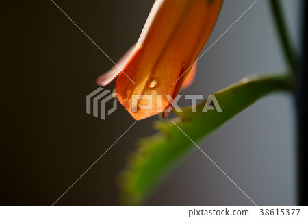 Kalanchoe Lauhie Kourika Up Kalanchoe Lauhie Kourika Up 38615377