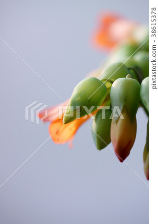 Kalanchoe Rauhy Koukihana bud 38615378