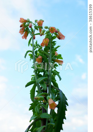 Kalanchoe Lauhie Kourika Kalanchoe Lauhie Kourika 38615399