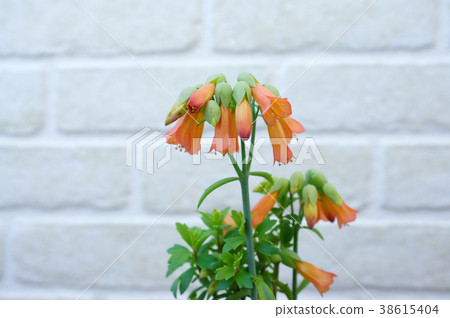 Kalanchoe Lauhie Kourika Kalanchoe Lauhie Kourika 38615404