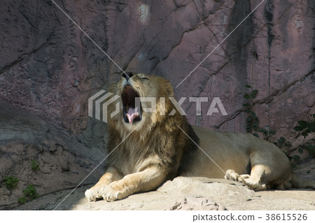 lion lion 38615526