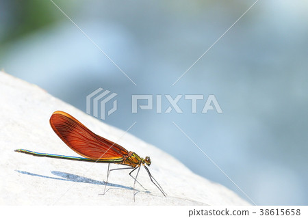 Miyamakawa Dragonfly(男) Miyamakawa Dragonfly(男) 38615658