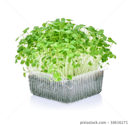 heap of alfalfa sprouts on white background 38616271