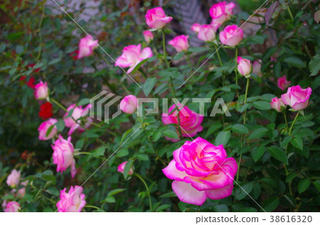 Rose Princess de Monaco 38616320