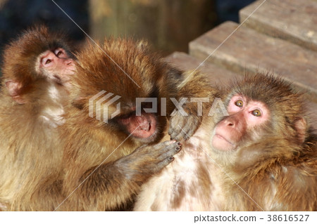 Monkeys cuddling 38616527