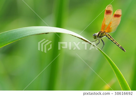 Coffea Tombo (Oribimbo type, female) 38616692