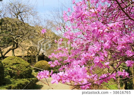 Mitsuba Azalea Mitsuba Azalea 38616765