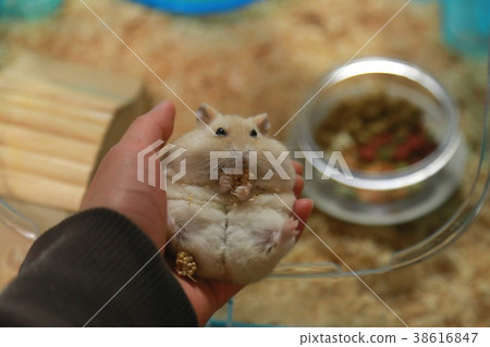 Djangarian hamster 38616847