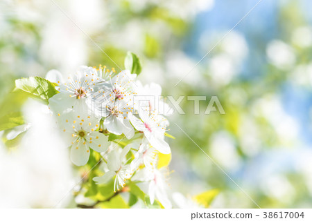White flowers on a blossom cherry tree White flowers on a blossom cherry tree 38617004