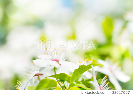 White flowers on a blossom cherry tree 38617007