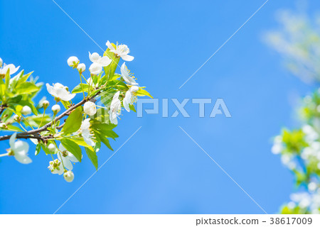 Branch with white flowers on a blossom cherry tree 38617009