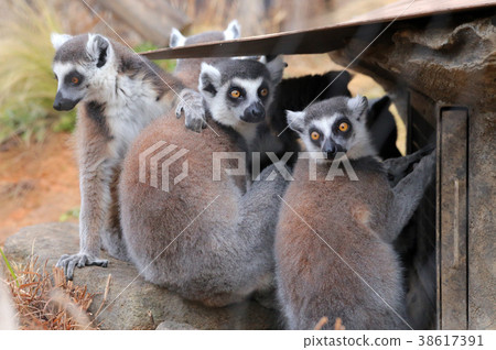 Wolverine lemur Wolverine lemur 38617391