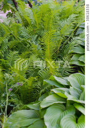 Green bush of Hosta and fern in summer. 38618338