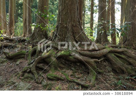 Hinoki root exposure Okutakao small Buddha 38618894