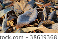 Frost on fallen leaves in winter 38619368