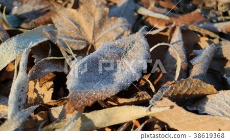 Frost on fallen leaves in winter Frost on fallen leaves in winter 38619368