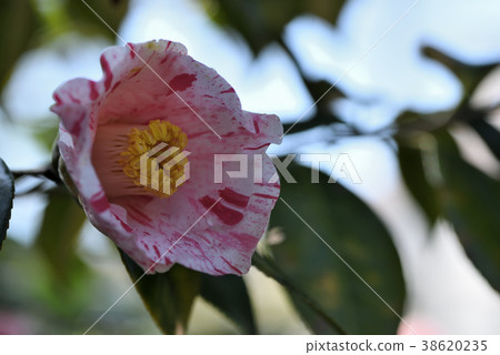 茶花 茶花 38620235