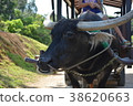 water buffalo 38620663