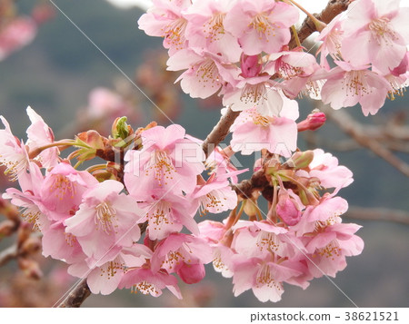 Kawazu cherry tree Kawazu cherry tree 38621521