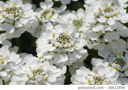 Iberisu Iberisu 38621606