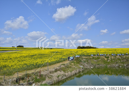 向日葵小山的強姦領域的領域 38621884