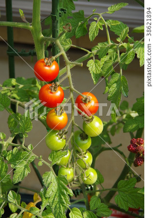 Cultivation of cherry tomatoes 38621894