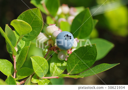 藍莓栽培 38621934