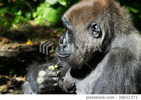 Western lowland gorilla 38622371