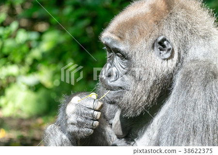 Western lowland gorilla 38622375