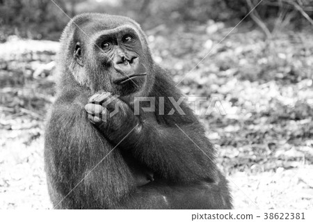 Western lowland gorilla 38622381