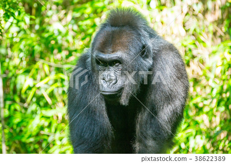 Western lowland gorilla 38622389