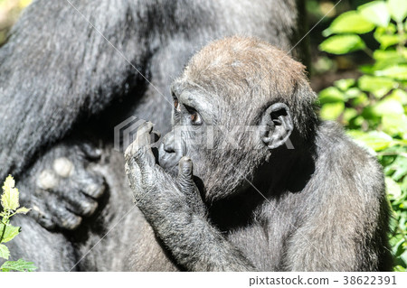 Western lowland gorilla 38622391