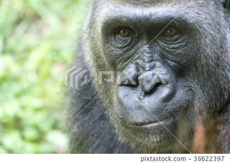 Western lowland gorilla 38622397