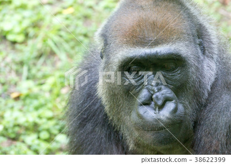 Western lowland gorilla 38622399