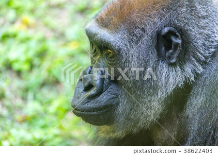Western lowland gorilla Western lowland gorilla 38622403