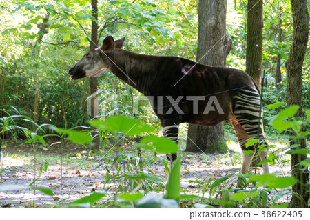 Adult okapi between trees Adult okapi between trees 38622405