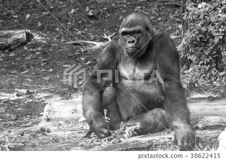 Western lowland gorilla 38622415