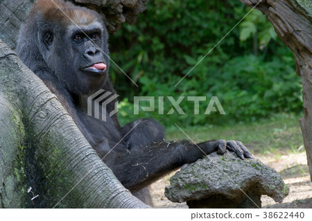Western lowland gorilla with her tongue out Western lowland gorilla with her tongue out 38622440