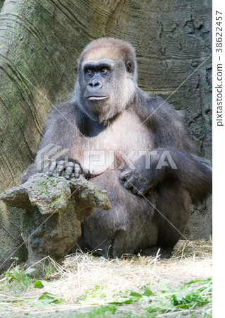 Western lowland gorilla Western lowland gorilla 38622457