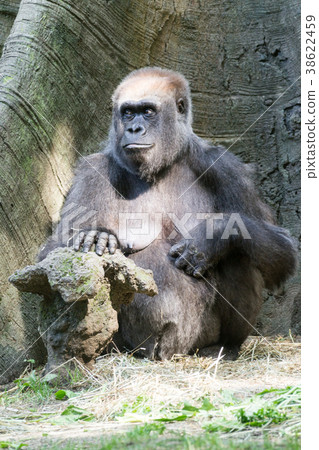Western lowland gorilla Western lowland gorilla 38622459