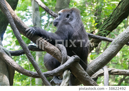 Western lowland gorilla Western lowland gorilla 38622492